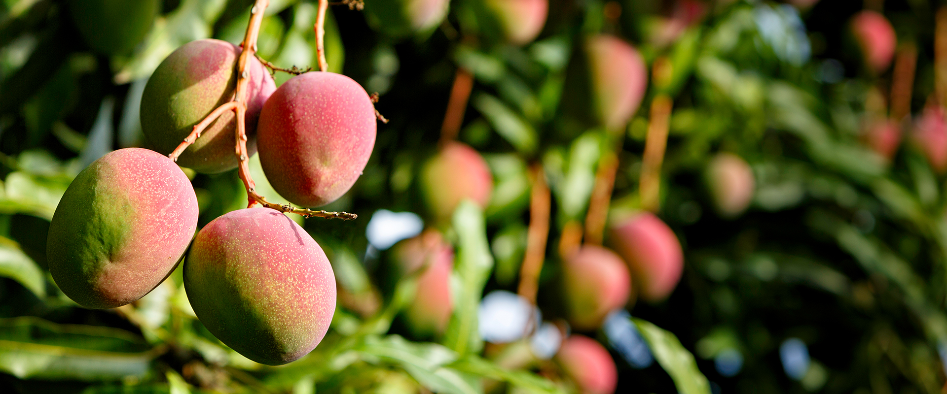 Mangos